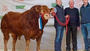 Mourinho manages a big win for County Limerick farmers