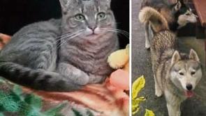 Garda&iacute; investigate after roving  large dogs savage and kill pet cat in Midlands