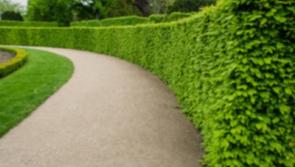 IN THE GARDEN: Favourite field stock for you this spring