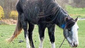Number of stray horses seized in Offaly revealed