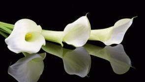 Local deaths and funeral details - Offaly (December 5)