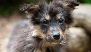 Prizes to be won at upcoming Offaly pet show 