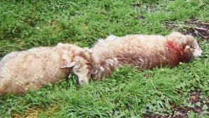 Sheep found dead after dog attack on Offaly farm 