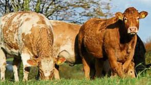 Offaly TD calls on government to safeguard beef farmers