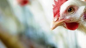 Irish public warned not to handle dead or sick birds as third case of avian flu reported