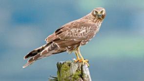 Minister Noonan launches Public Consultation on Hen Harrier Threat Response Plan
