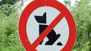 Woof Justice: Councillor calls for DNA testing of dog foul