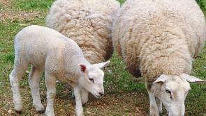 Strong demand for hoggets and lambs
