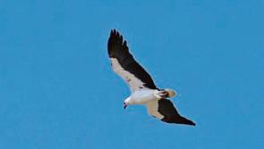 Flock owners warned of bird flu risk after eagle found dead in Ireland