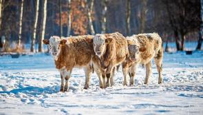 Offaly receives 10 extra places on Rural Social Scheme 