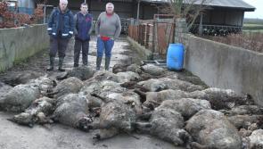 Sheep kill near Offaly border “like something out of a horror film”