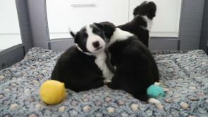 HAPPY ENDING: Three puppies abandoned like rubbish doing well in care 
