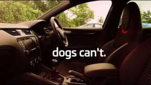 Why you should never leave your pet in a car on a hot day