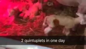 AMAZING! Two sets of quintuplet lambs born on Offaly farm