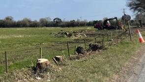 Offaly County Council apologises for removing hedgerow near Offaly village 