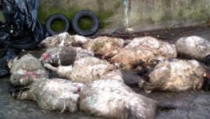 North Tipp Councillors appeal to public to remain vigilant&nbsp;regarding&nbsp;dog threat&nbsp;