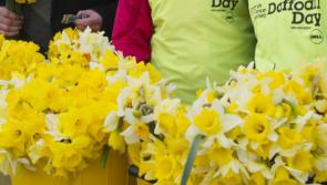 Appeal for Offaly people to support Daffodil Day
