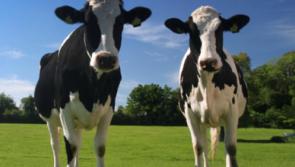 Midlands MEP calls for action on fodder crisis