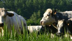 113 farmers in Offaly are still awaiting 2016 GLAS payment