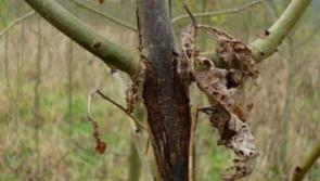 Ash Dieback has rendered 5,000 acres in Tipperary 'useless' - Michael Lowry