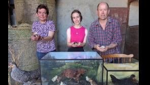 The absolutely 'eggstraordinary' story of an Offaly farmer's hens