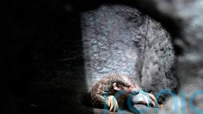 Prague Zoo introduces pangolins from Taiwan