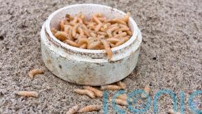 Maggots fall from classroom ceiling on to children’s desks