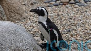 ‘Waddling to Wellbeing’: What Wellbeing Lessons Can Penguins Teach Us?