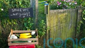 Ways to be less wasteful in the garden