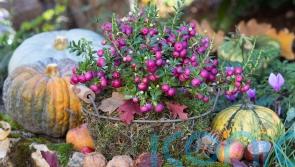 How to refresh your garden for autumn