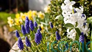 How to save money on your spring flower display