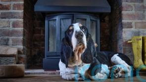 10 of the best dog-friendly hotels in the UK