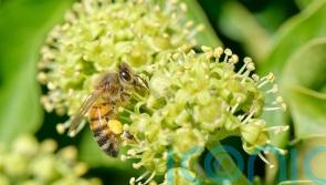 How to keep bees happy in autumn