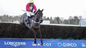 Chase and hurdles options open for Dashel Drasher