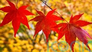 These Japanese maples will bring a world of autumnal colour to your garden