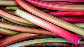 Love rhubarb? Save on grocery bills by growing your own