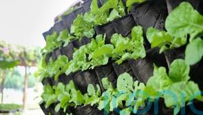 How to create a vertical allotment in a small space