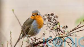 These winter plants will help attract wildlife to your garden