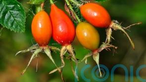 How to add rose hips to your winter displays