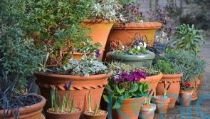 How to make your container displays last through winter