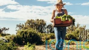 Cop27: 6 ways to make your life more eco-friendly – and save money at the same time