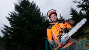 40-year-old super spruce selected as Westminster Christmas tree