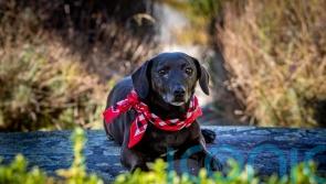 Struggling to keep up with pet costs? Here’s what experts want you to know