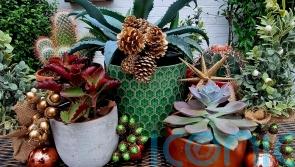 How to give your houseplants the wow factor this Christmas