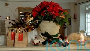 How to keep your poinsettia alive past Christmas