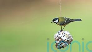 What festive food scraps can you give to birds?