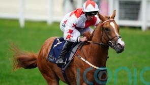 Burke planning Saudi trip with Holloway Boy and Al Qareem