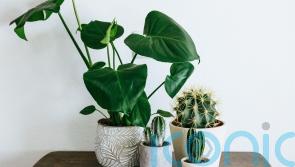 New Year, new houseplant – what will be big in 2023?