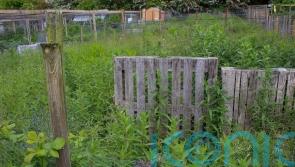 Allotment beginners – what to do if your new plot looks like a shambles