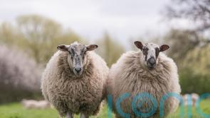 How effective is wool in the garden?